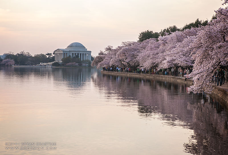 Cherry Blossoms at Dawn © Bryan Crabtree