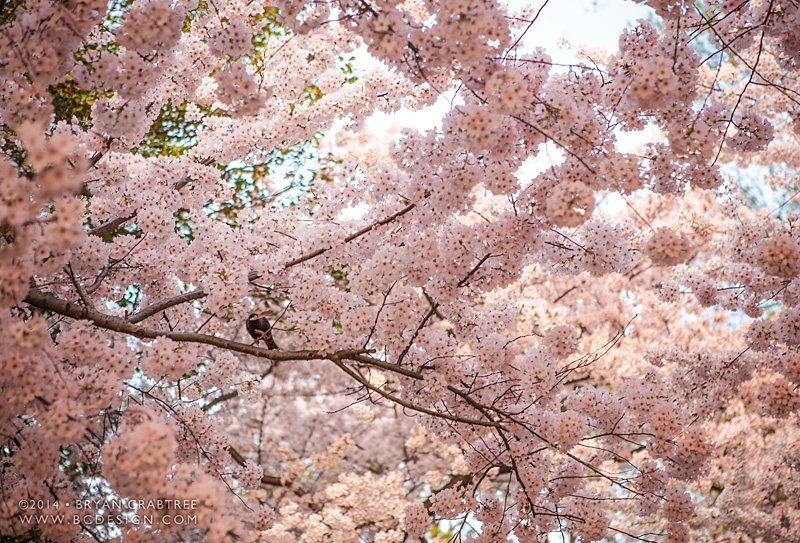 Cherry Blossoms at Dawn © Bryan Crabtree