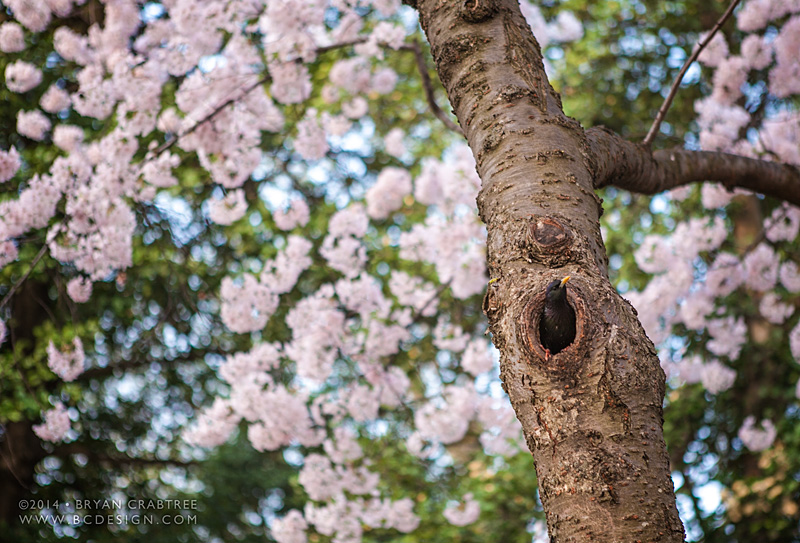 Cherry Blossoms at Dawn © Bryan Crabtree