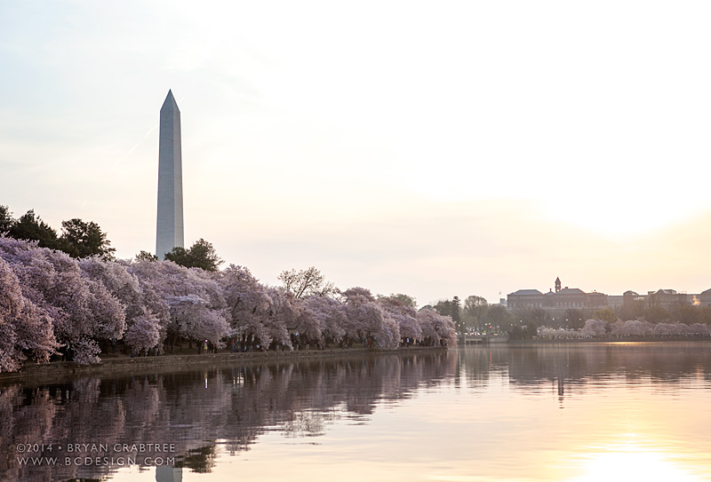 Cherry Blossoms at Dawn © Bryan Crabtree