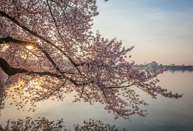Cherry Blossoms at Dawn © Bryan Crabtree