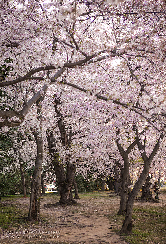 Cherry Blossoms at Dawn © Bryan Crabtree