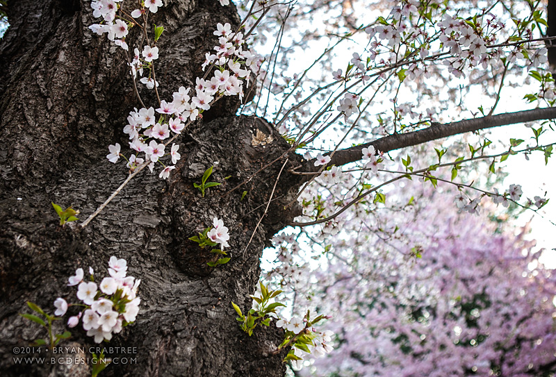 Cherry Blossoms at Dawn © Bryan Crabtree