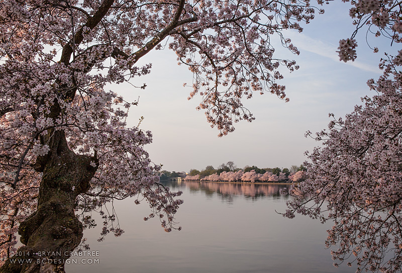 Cherry Blossoms at Dawn © Bryan Crabtree