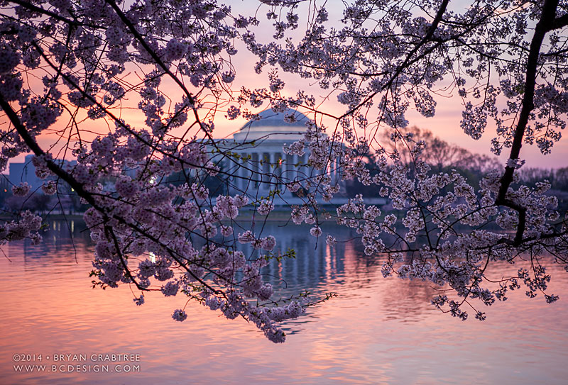 News :: Dc Cherry Blossoms At Dawn || BC Design